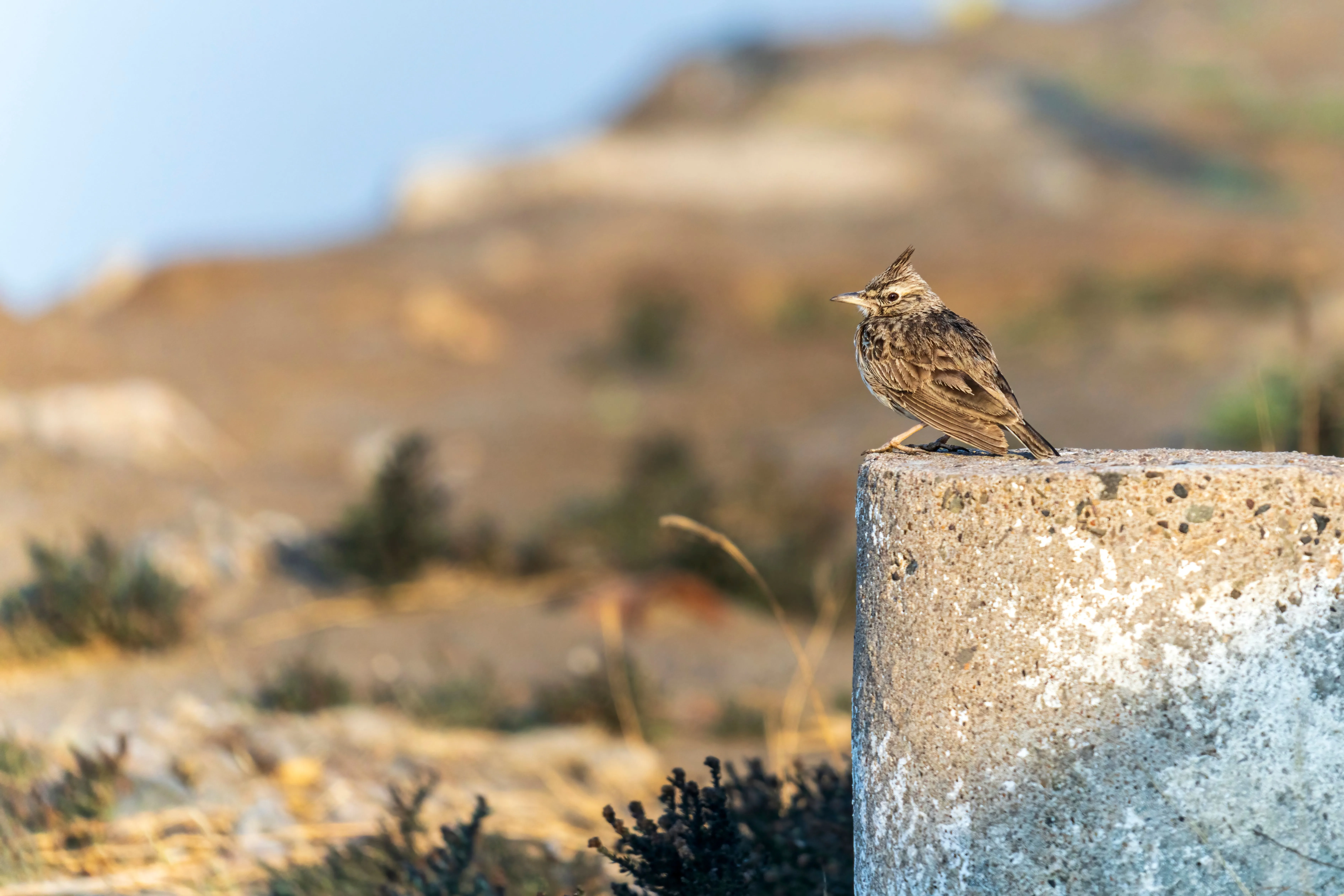 Crested Lark perched on a block in a dry, open landscape